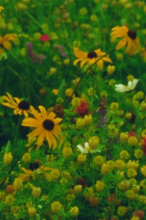 Mountain+Wildflowers