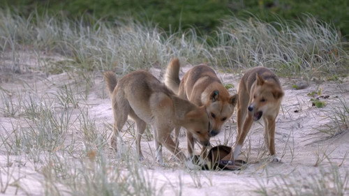 A Journey to Wild Australia