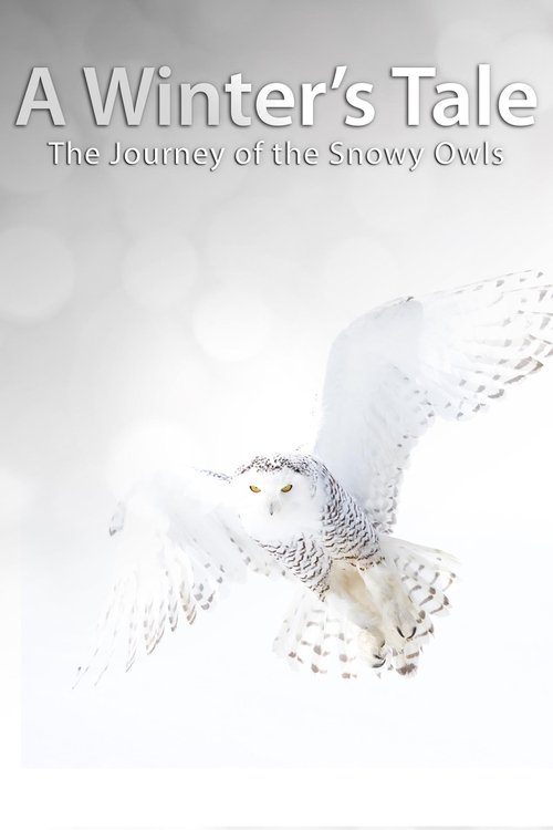 A+Winter%27s+Tale%3A+The+Journey+Of+The+Snowy+Owls