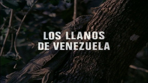 The Plains of Venezuela