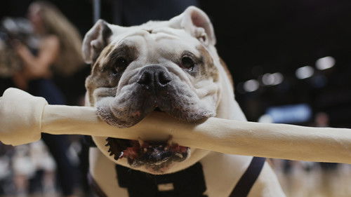 Dogs - Blue için Tezahürat