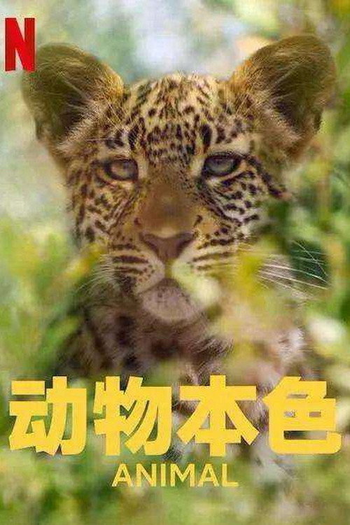 动物本色电影海报