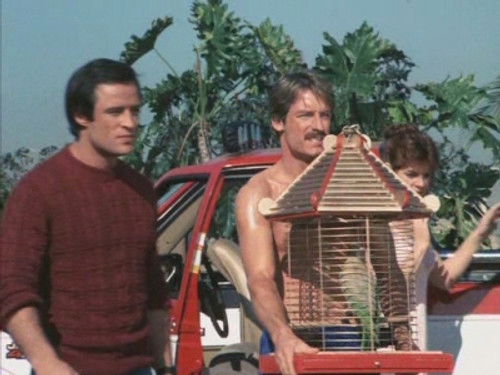 Polly Want an Explanation