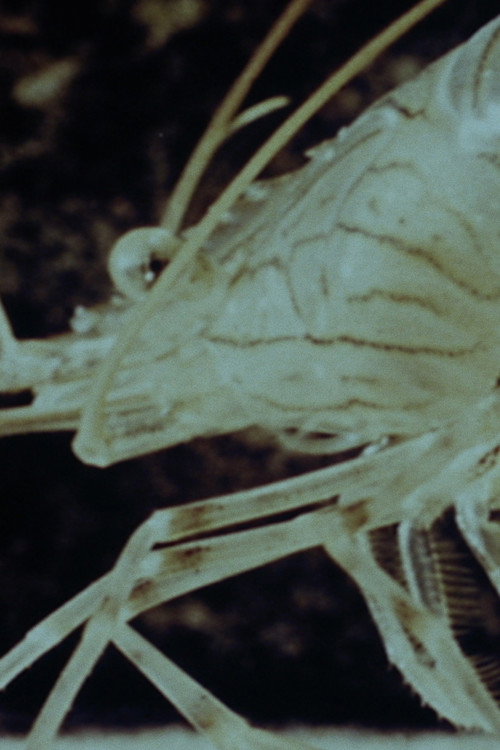 Shrimp Stories poster 2