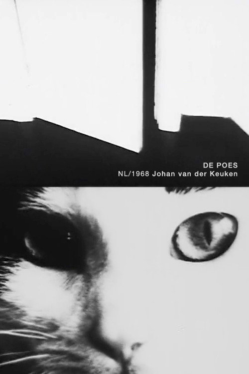 The Cat