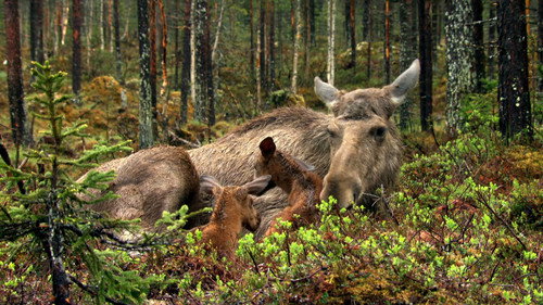 The Moose Movie