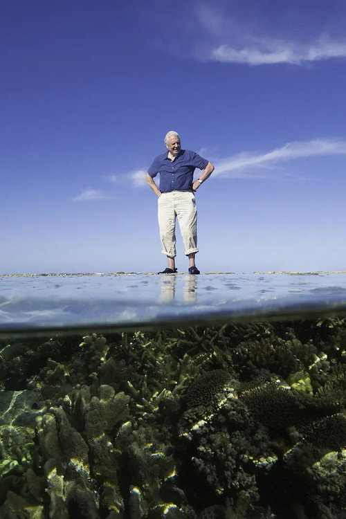 Reef Diaries Poster