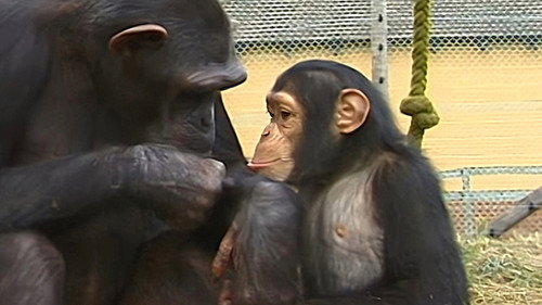 Monkey Business第3季第4集