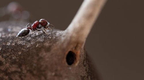 A Real Bugs Life - 5. Bölüm
