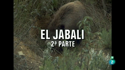 The Wild Boar II