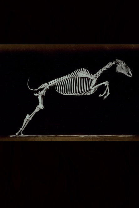 Skeleton of Horse