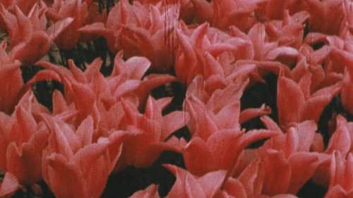 Backdrop