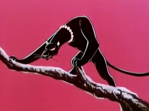Lily the Black Leopard