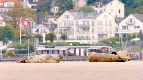 Hamburg Unleashed: Wildlife in the City