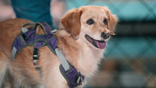 The Big Shot Game Show - 1. Bölüm