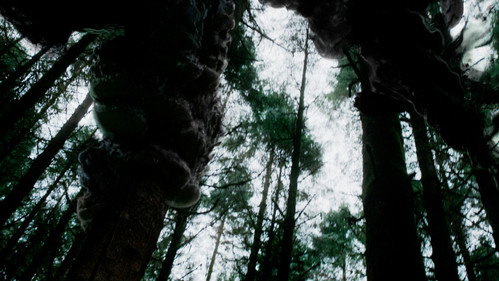 Backdrop