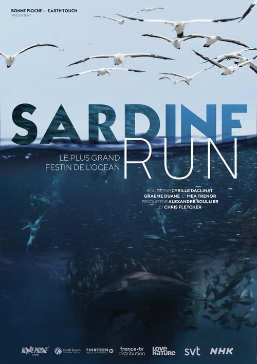 Sardine+run%2C+le+plus+grand+festin+de+l%27oc%C3%A9an