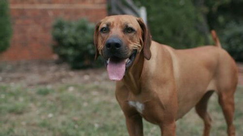 Köpekler - Geniş Bir Alan