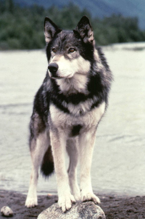Jed the Wolfdog