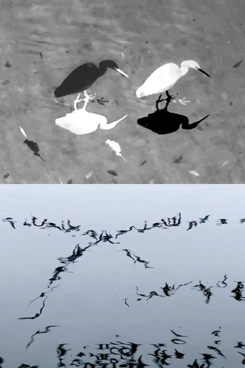 Animal Studies (Egret / Seagull Reflection / Midges / Spider / Swans in a Line)