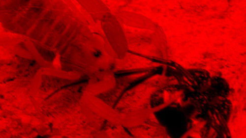 Verão-da-Lata na Era Paleozoica (2017) Watch Full Movie Streaming Online