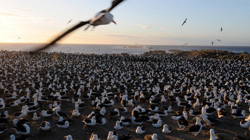 Falkland Island Invasion