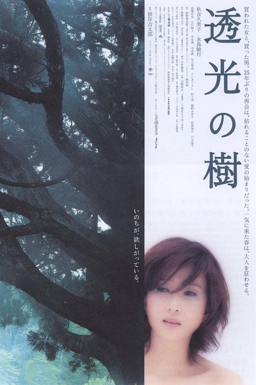 Translucent Tree poster 2