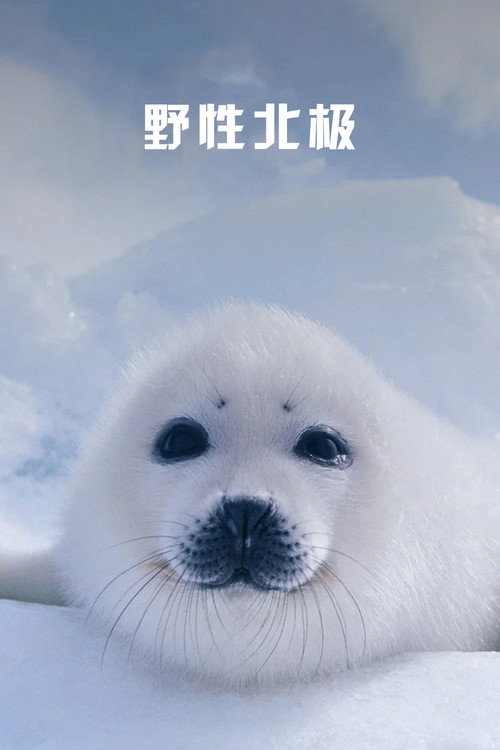 野性北极海报