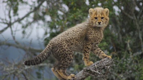 Usana the Cheetah Cub