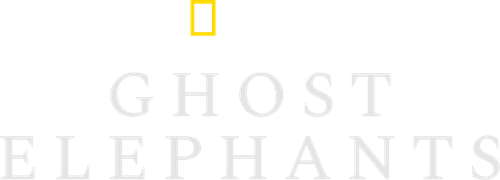 Ghost Elephants