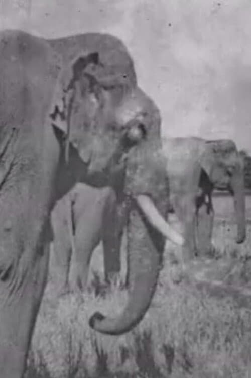 Land+of+the+Elephants