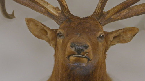 The Great Elk Heist