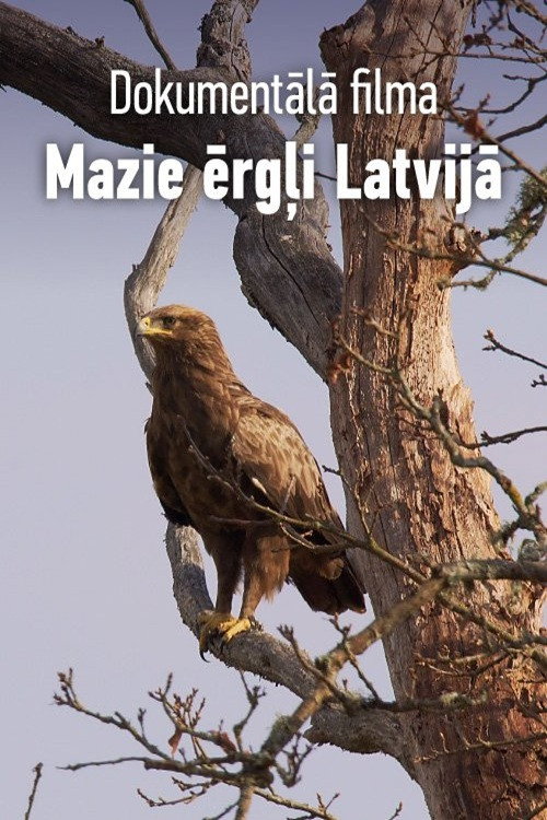 Mazie ērgļi Latvijā