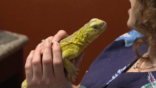 Lizard of Oz