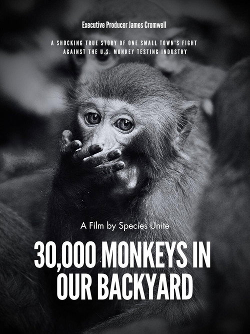 30,000 Monkeys in Our Backyard's poster