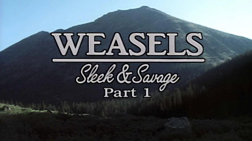 Weasels: Sleek and Savage-Part 1
