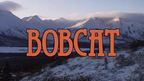 Bobcat