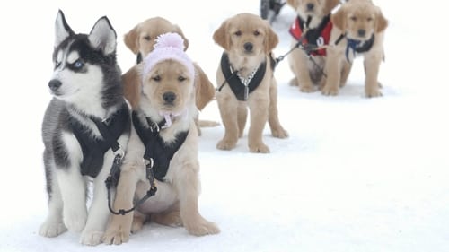 Snow Buddies: Cachorros en la nieve (2008) film complet