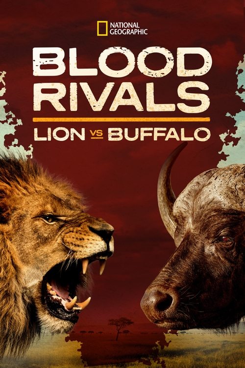 Blood+Rivals%3A+Lion+vs+Buffalo