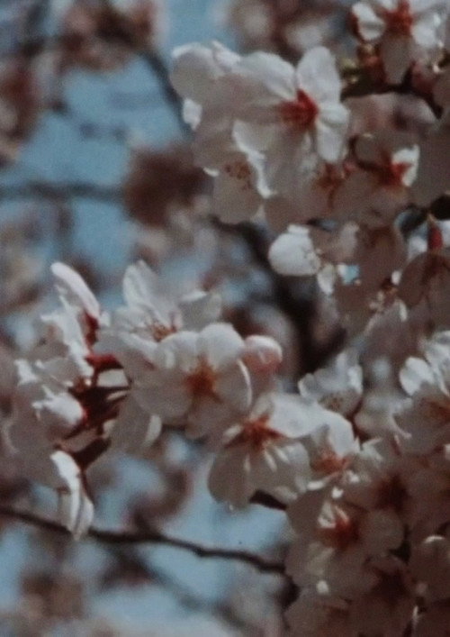 Sakura, Sakura电影海报