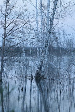 No Shade In The Forest