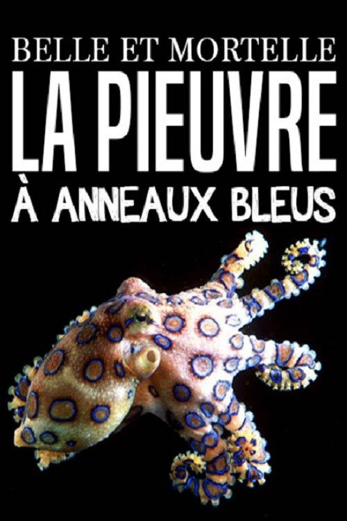 Belle et mortelle, la pieuvre à anneaux bleus 2015