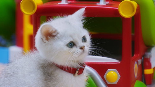 Mittens' Parade