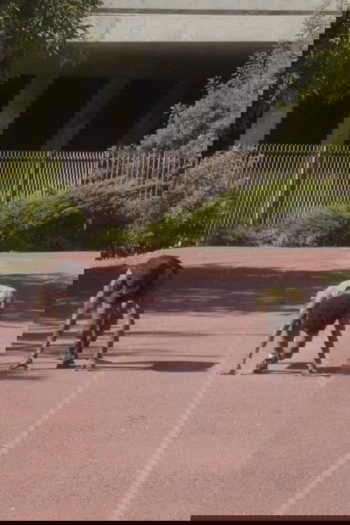 The Chase