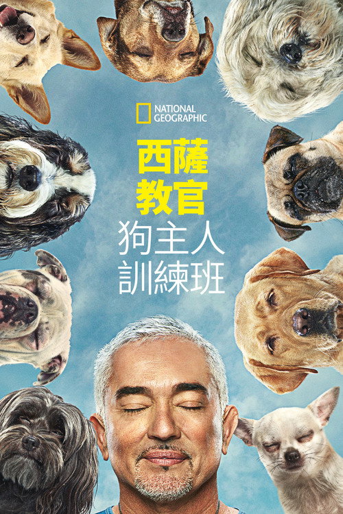 金牌训狗师：狗主人训练班电影海报