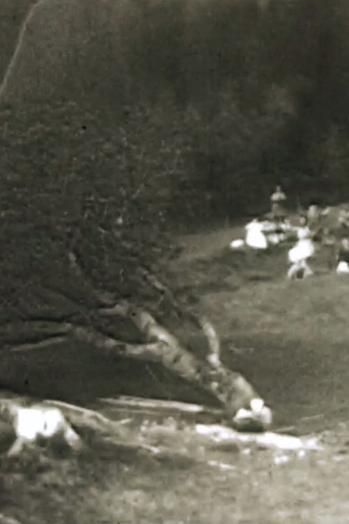 Ala / Caduta Albero / Anguria / Ballo