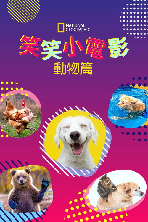笑笑小电影：动物篇海报