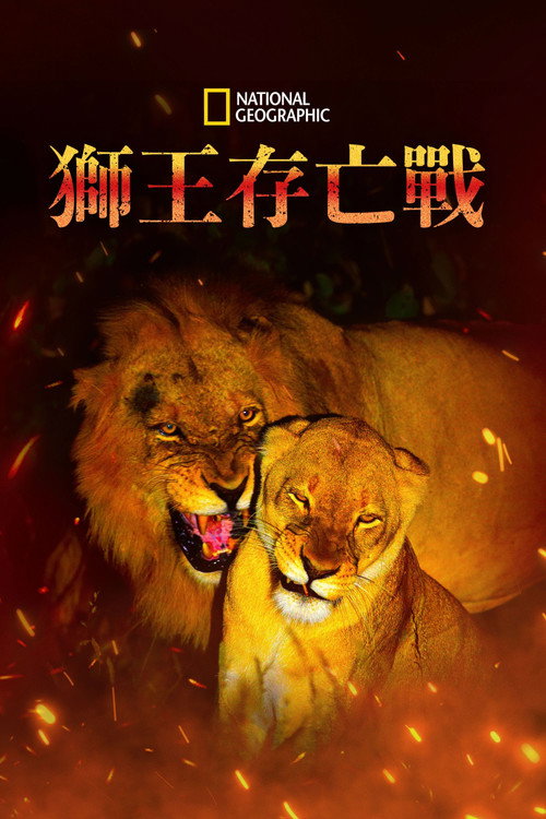 Game of Lions电影海报