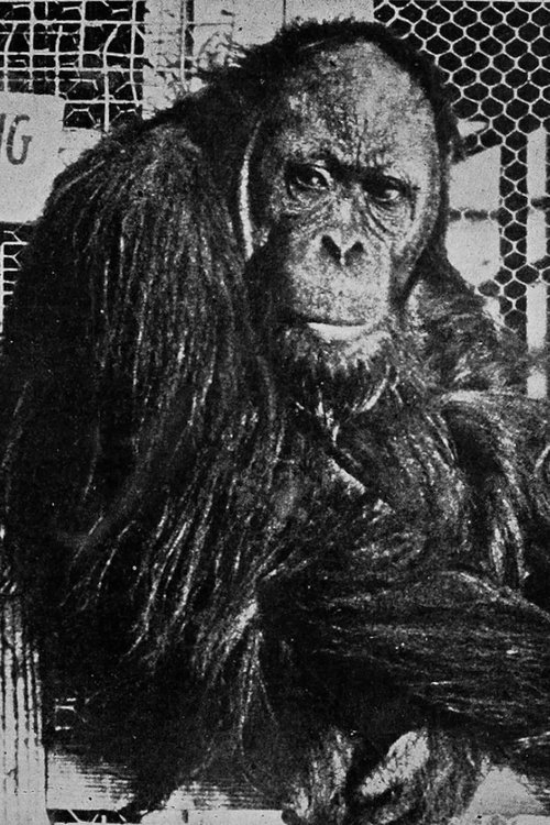 Poster of Joe Martin