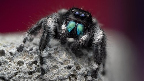 A Real Bugs Life - 1. Bölüm